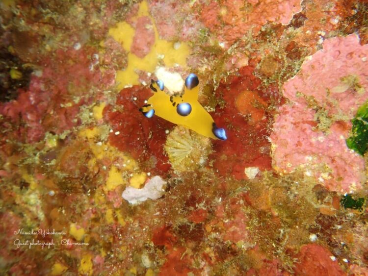 初島
ウデフリツノザヤウミウシ
