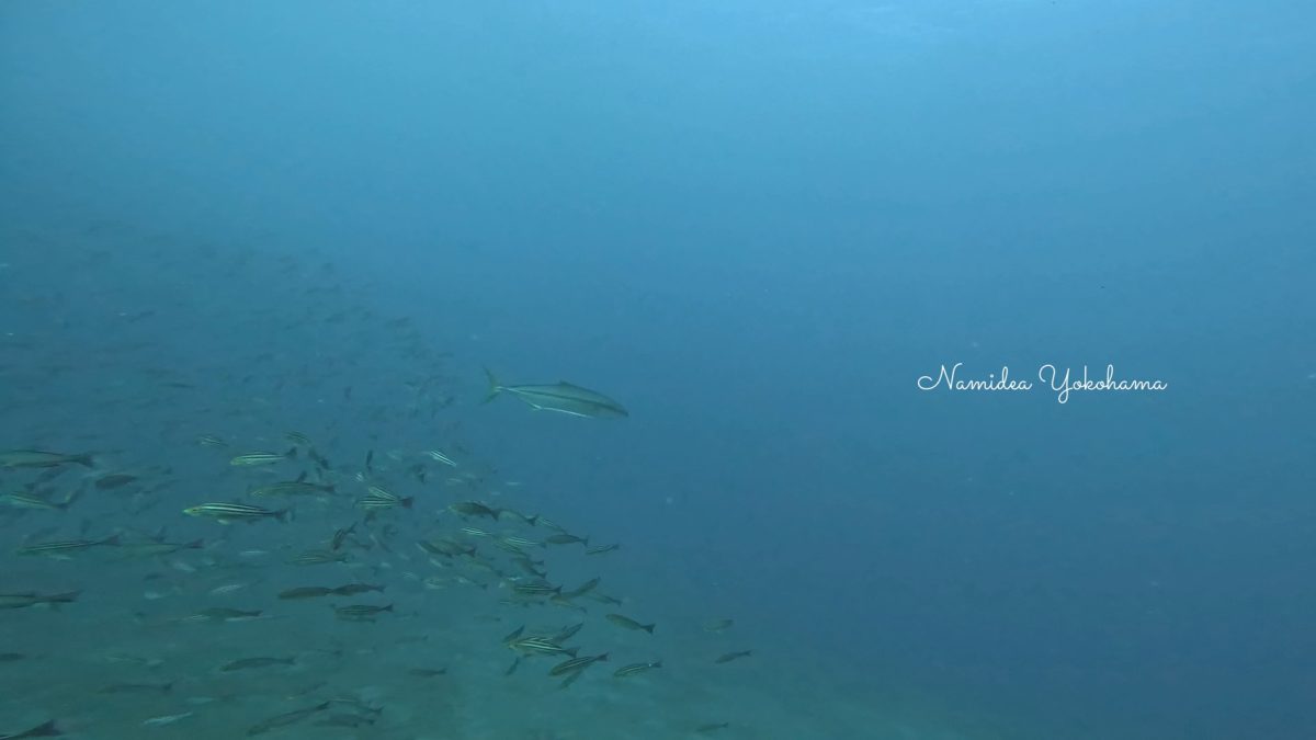 伊豆大島 秋の浜 ブリ