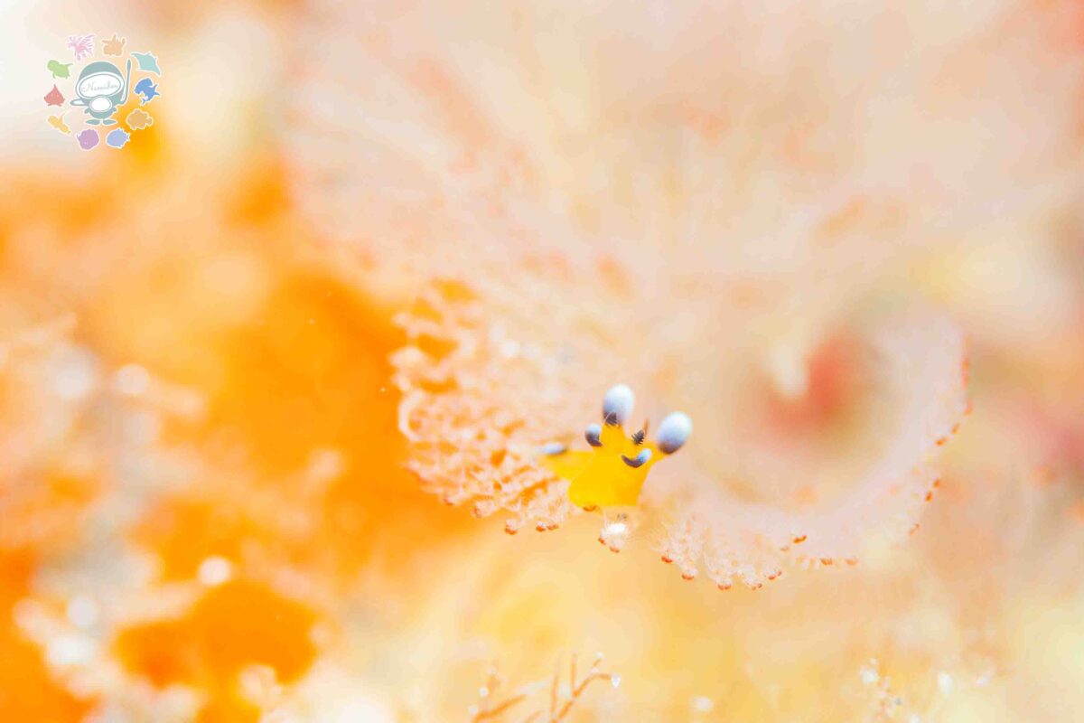 Namidea 本日16時までの営業です！