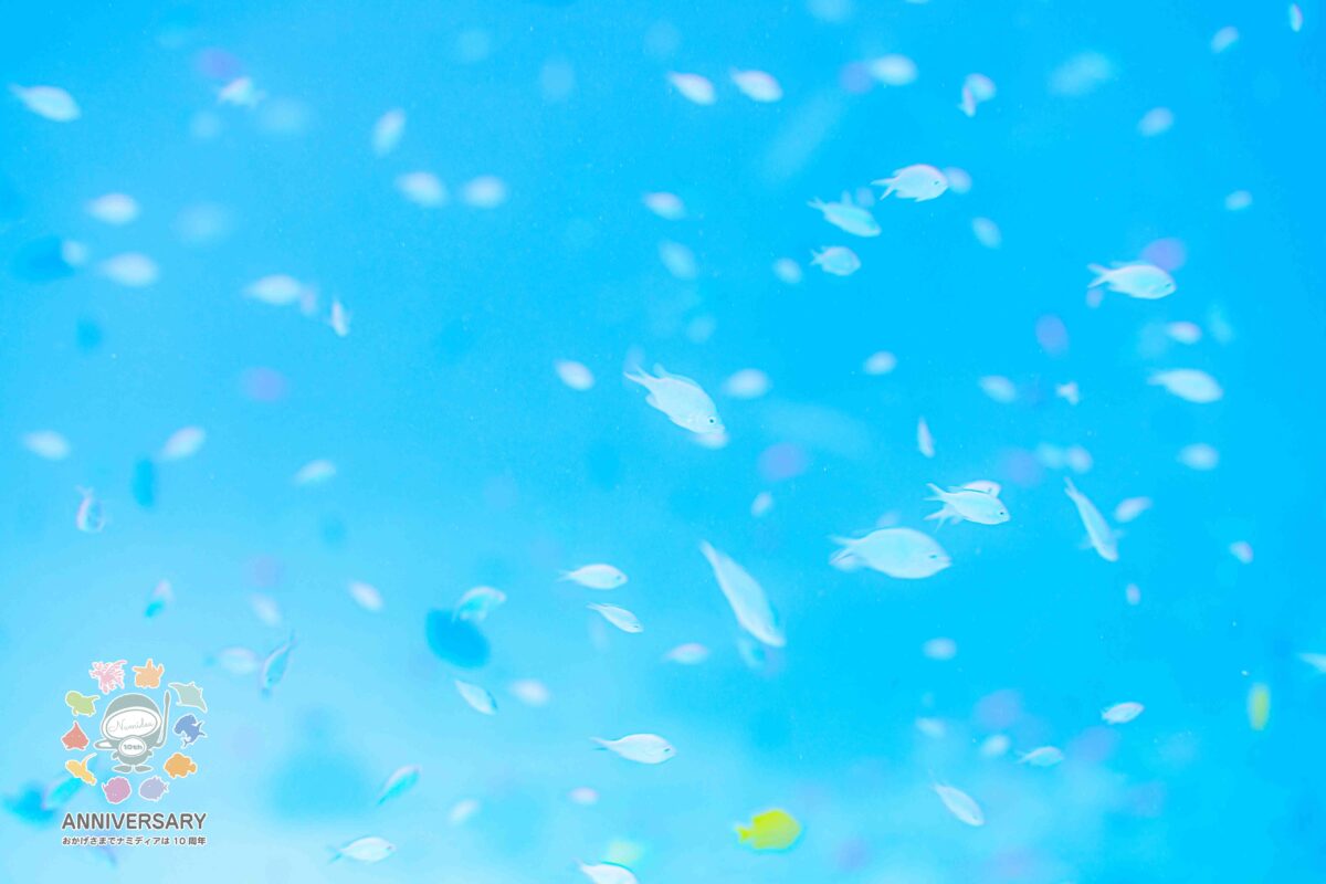 Namidea 渡嘉敷島