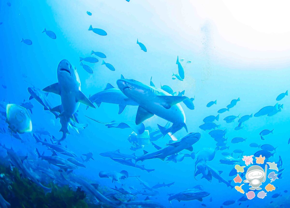 Namidea 2025房総・シャークツアー！