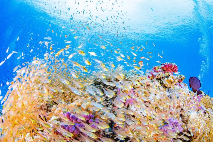 Namidea初！屋久島ツアー開催！