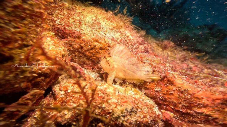 ハダカハオコゼ