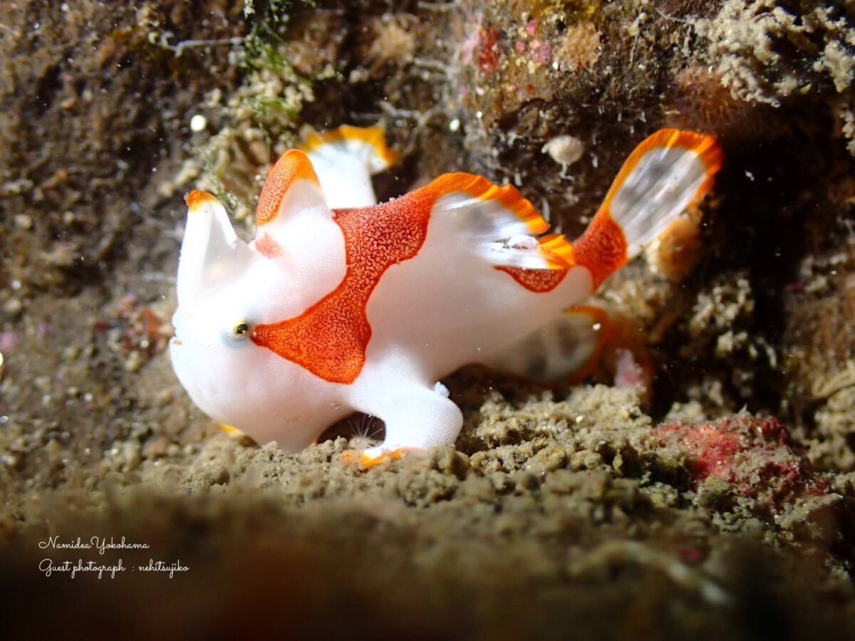 葉山 クマドリカエルアンコウ