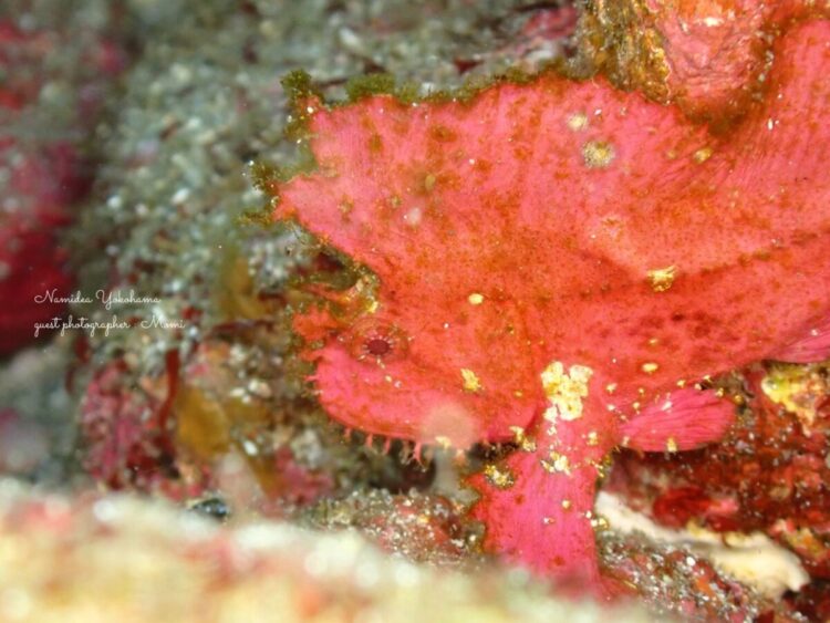 ハダカハオコゼ 富戸・ヨコバマ