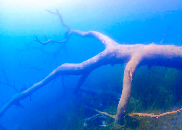 Namidea 2025 本栖湖ツアー！ 