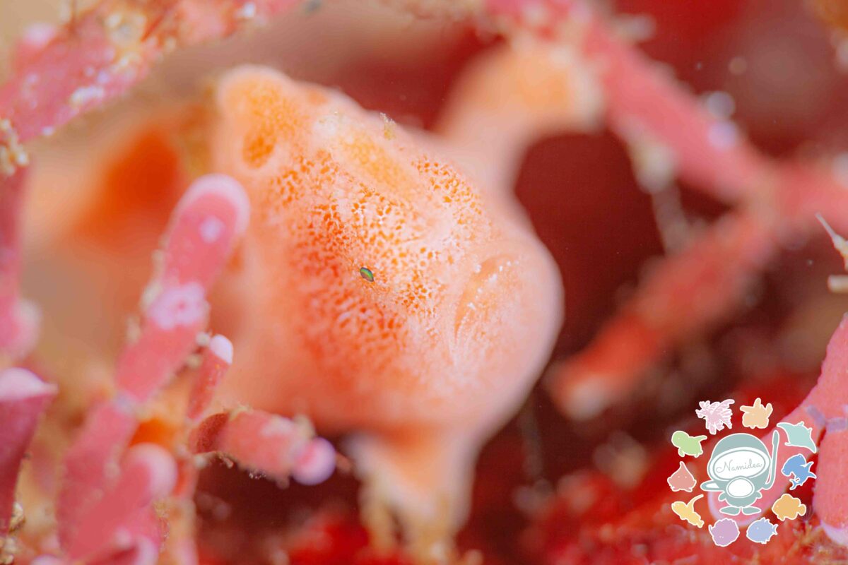 Namidea 新しい週の始まり！