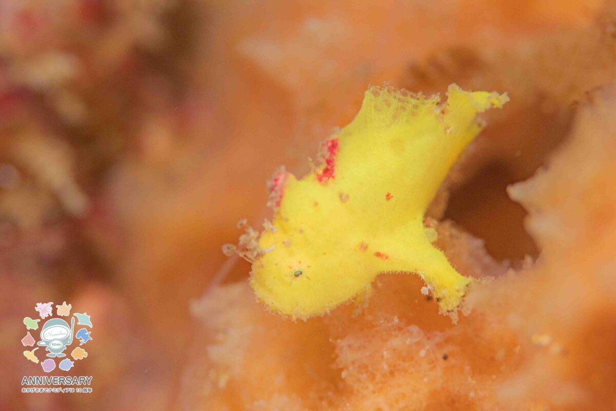 Namidea 連休中日は江之浦へ！