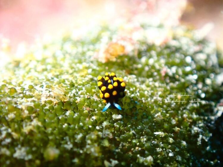 葉山ボート
テントウウミウシ