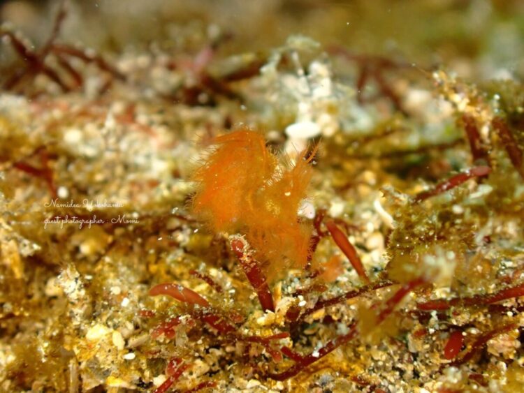 フィコカリスシムランス 富戸・ヨコバマ