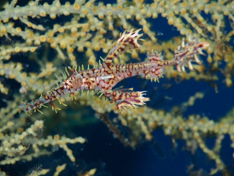 Namidea 2024-25 年末年始ツアー!