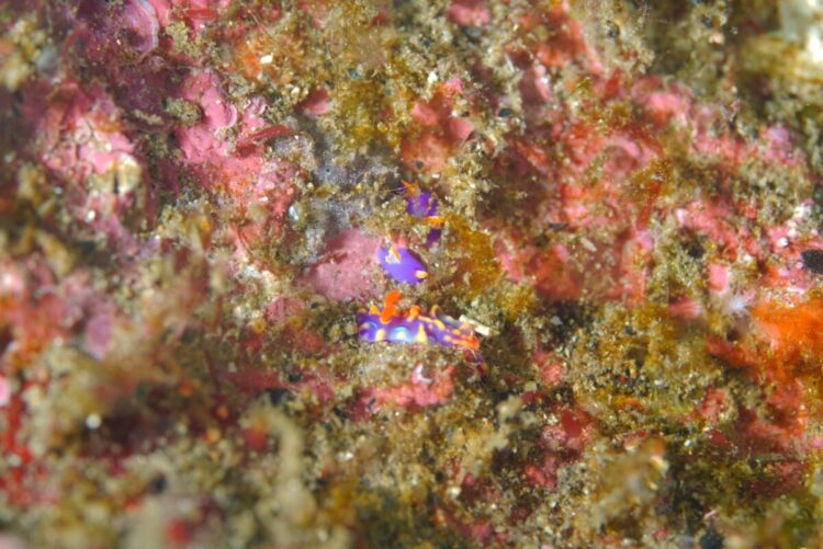 Namidea 2024-25 年末年始ツアー!