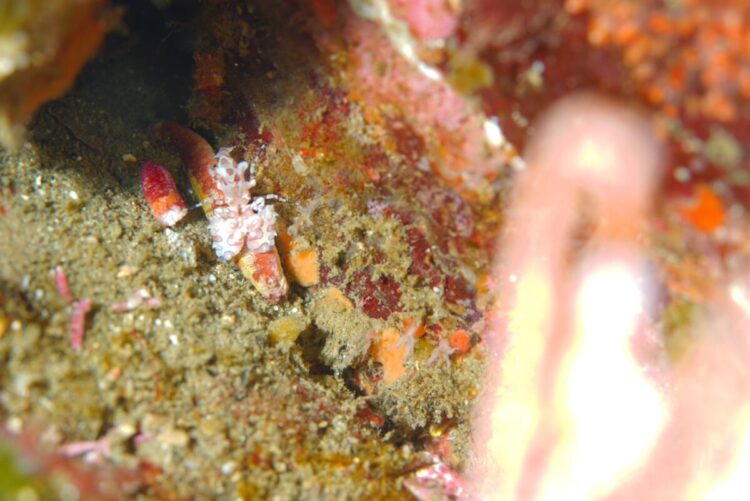 Namidea 2024-25 年末年始ツアー!