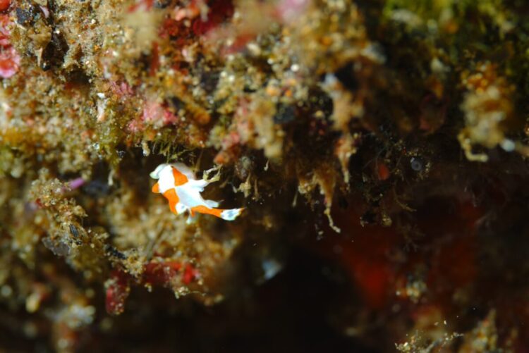 Namidea 2024-25 年末年始ツアー!