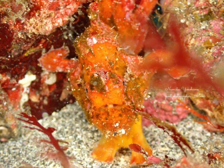 カエルアンコウ発見