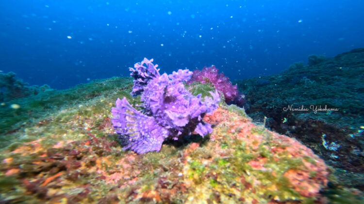 熱海 ボロカサゴ