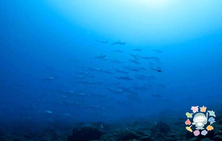 Namidea 押切JAPAN🇯🇵神子元島ツアー最高のスタート！