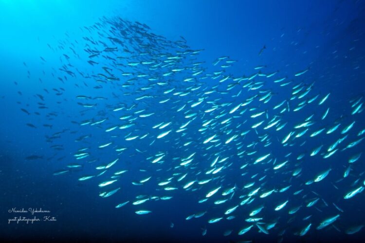 伊豆大島　秋の浜　イサキ