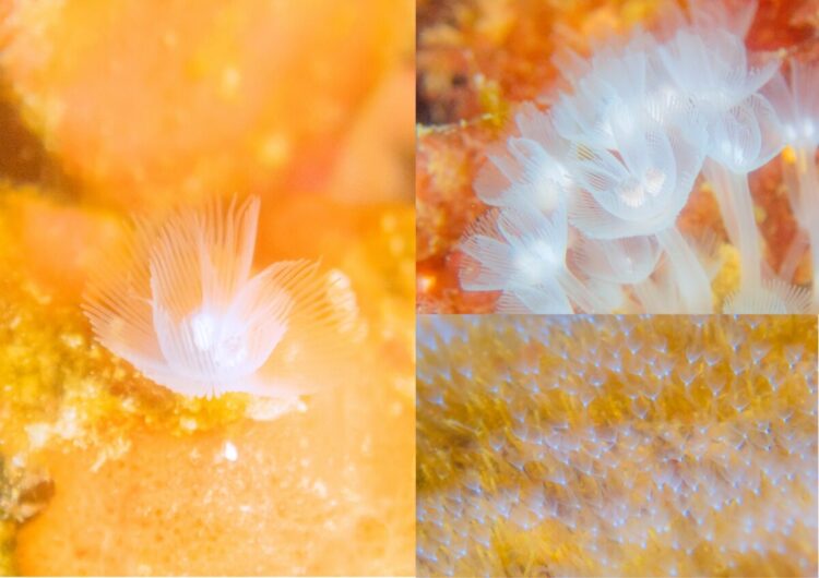 Namidea 連休明けは春の陽気の葉山ボートへ!