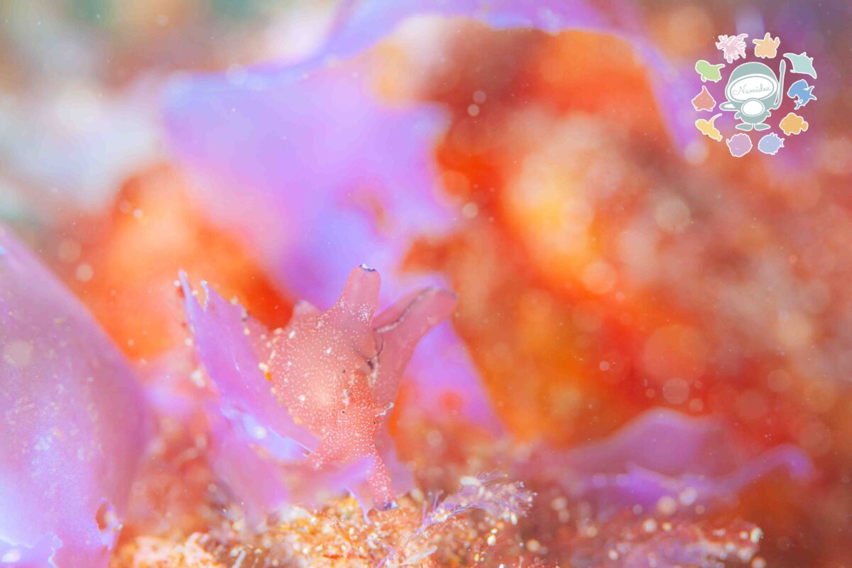 Namidea Happy Valentine！