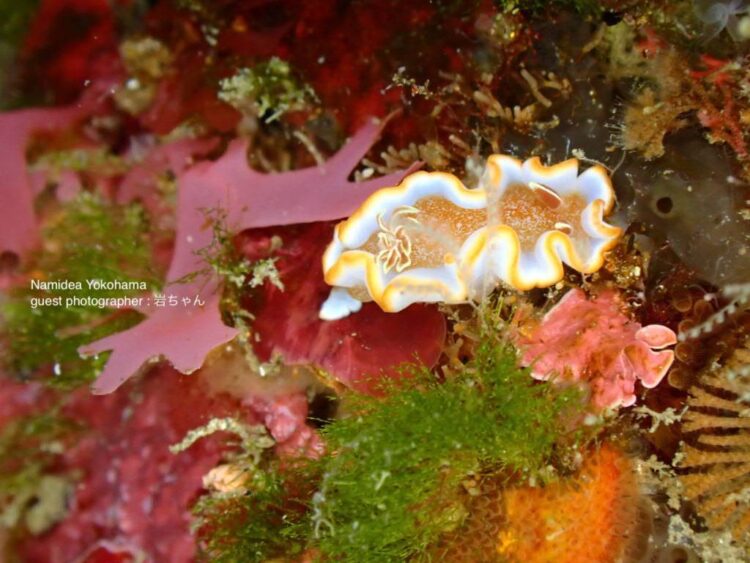 北川・キャラメルウミウシ