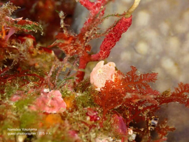 北川・オオモンカエルアンコウ