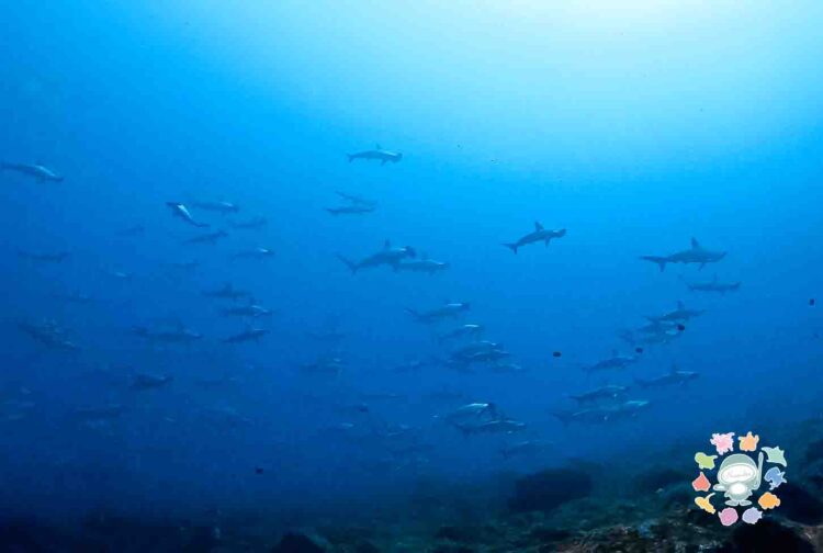 Namidea 押切JAPAN🇯🇵神子元島ツアー最高のスタート！