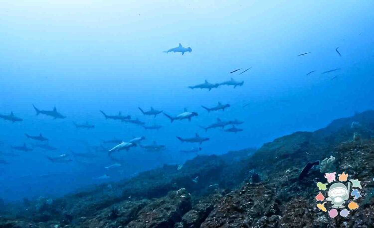 Namidea 押切JAPAN🇯🇵神子元島ツアー最高のスタート！