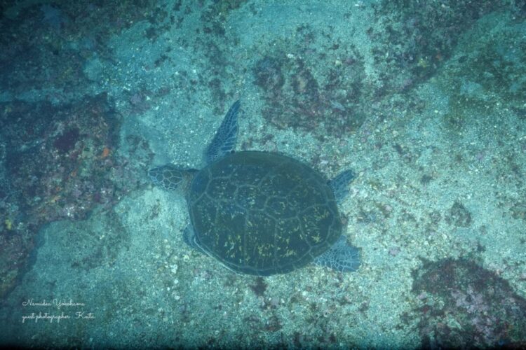 伊豆大島　秋の浜　カメ