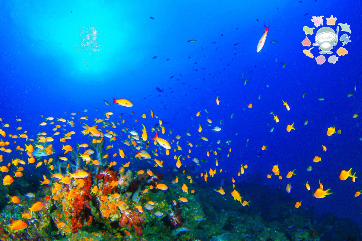 Namidea 大島月間！