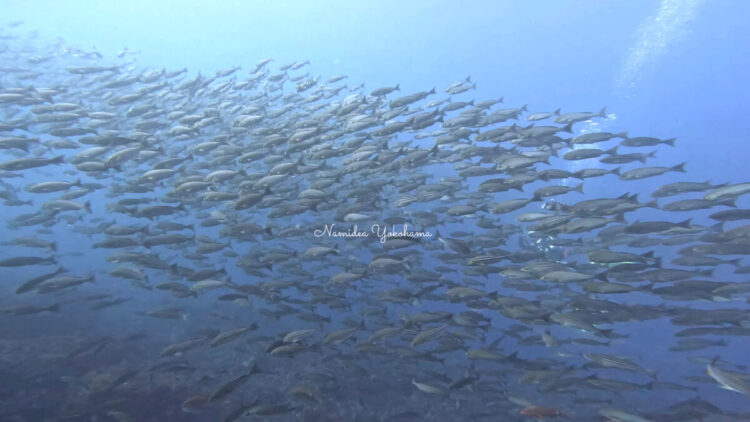 秋の浜　イサキ