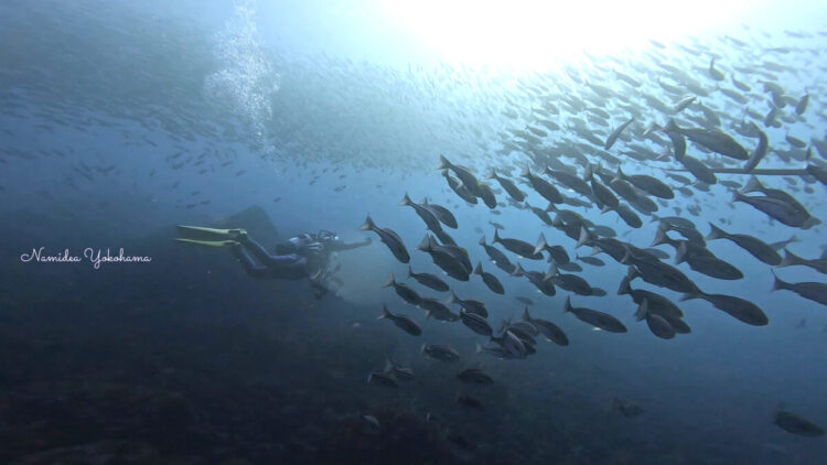 伊豆大島　秋の浜　イサキの群れ