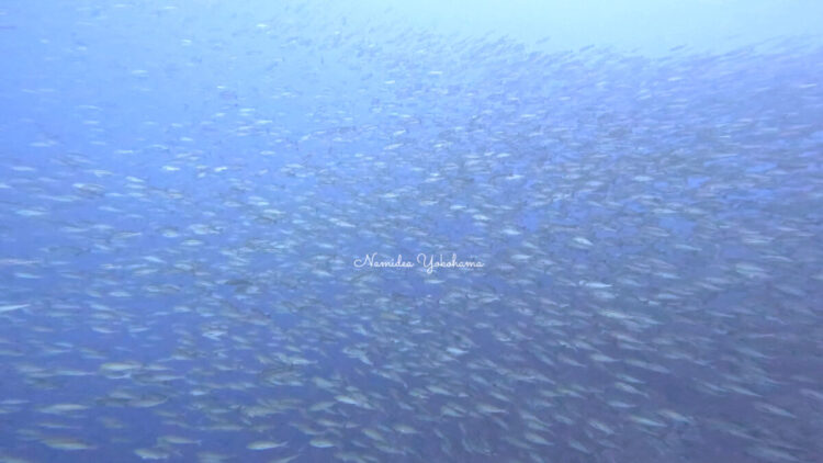 秋の浜　イサキ