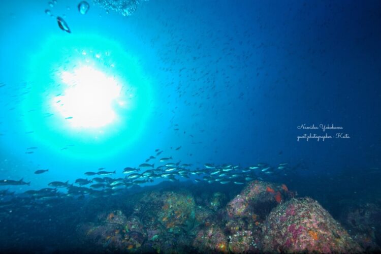 伊豆大島　秋の浜　イサキ