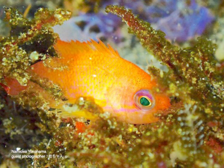 北川・キンギョハナダイ