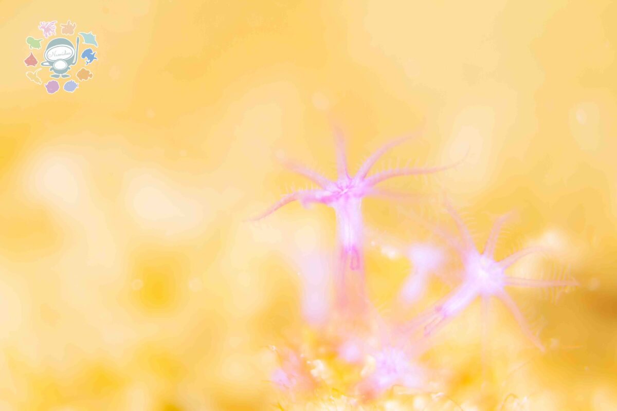 Namidea 今週はツアー週間🌸