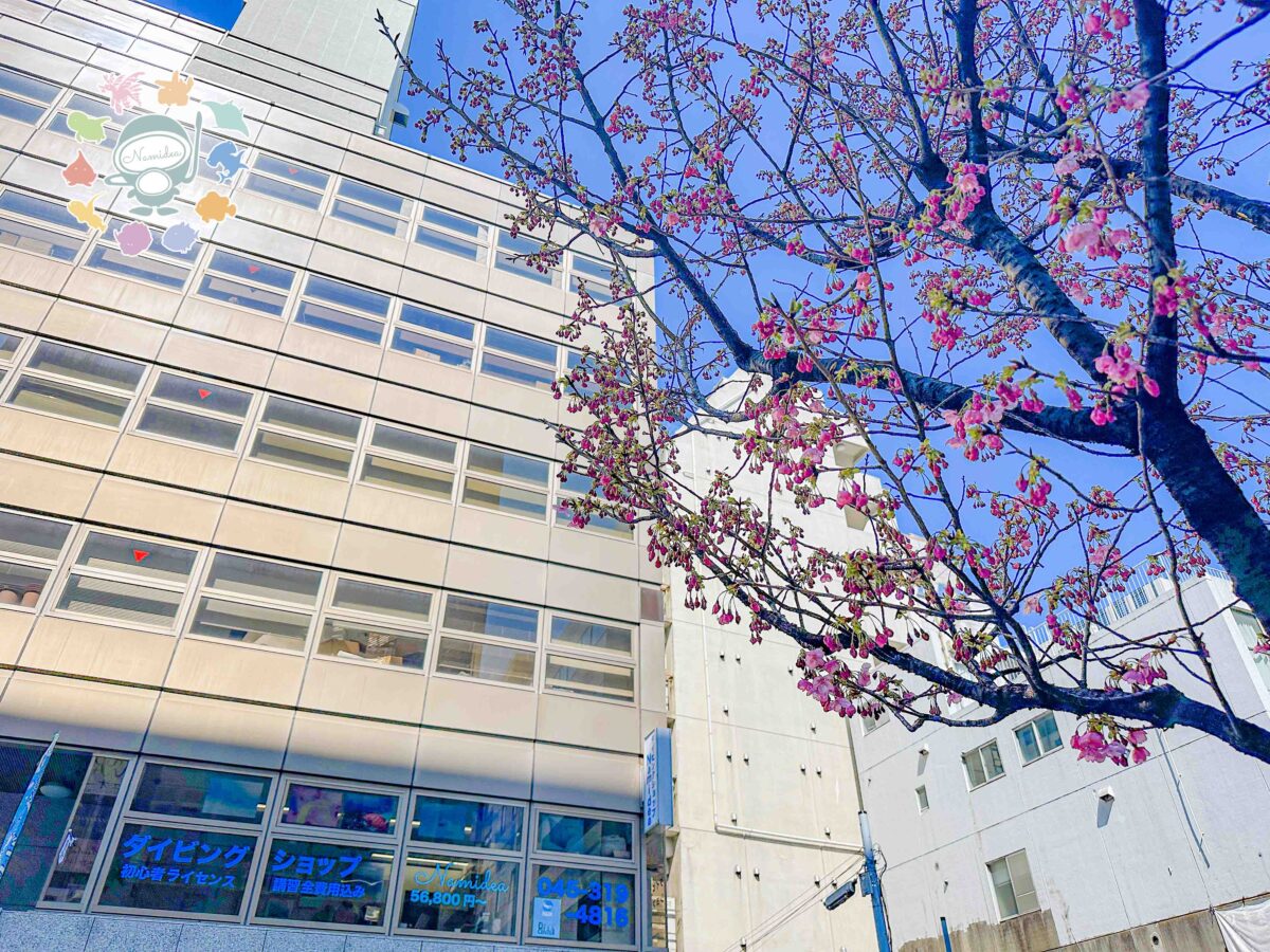 Namidea 桜も咲く季節に🌸