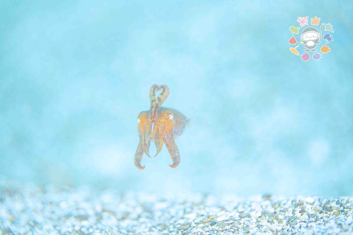 Namidea 雨降りの木曜日🌈