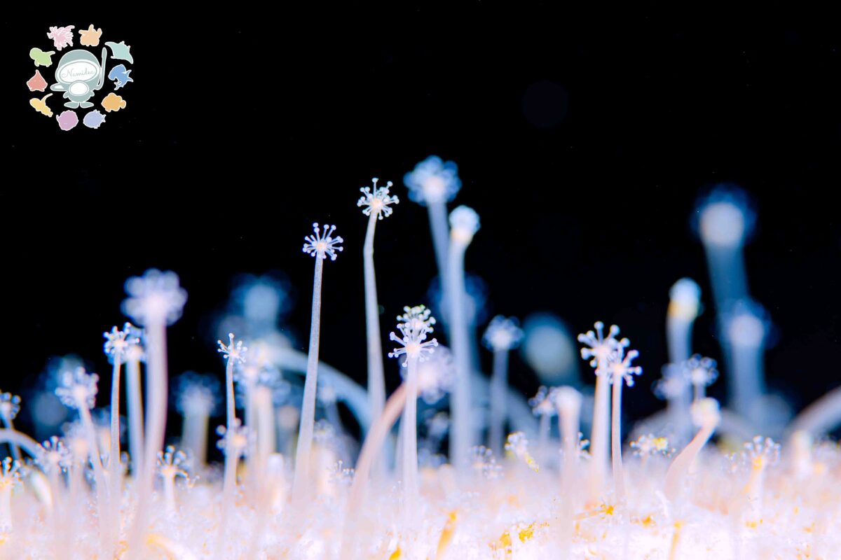 Namidea 快晴の日曜日🌸