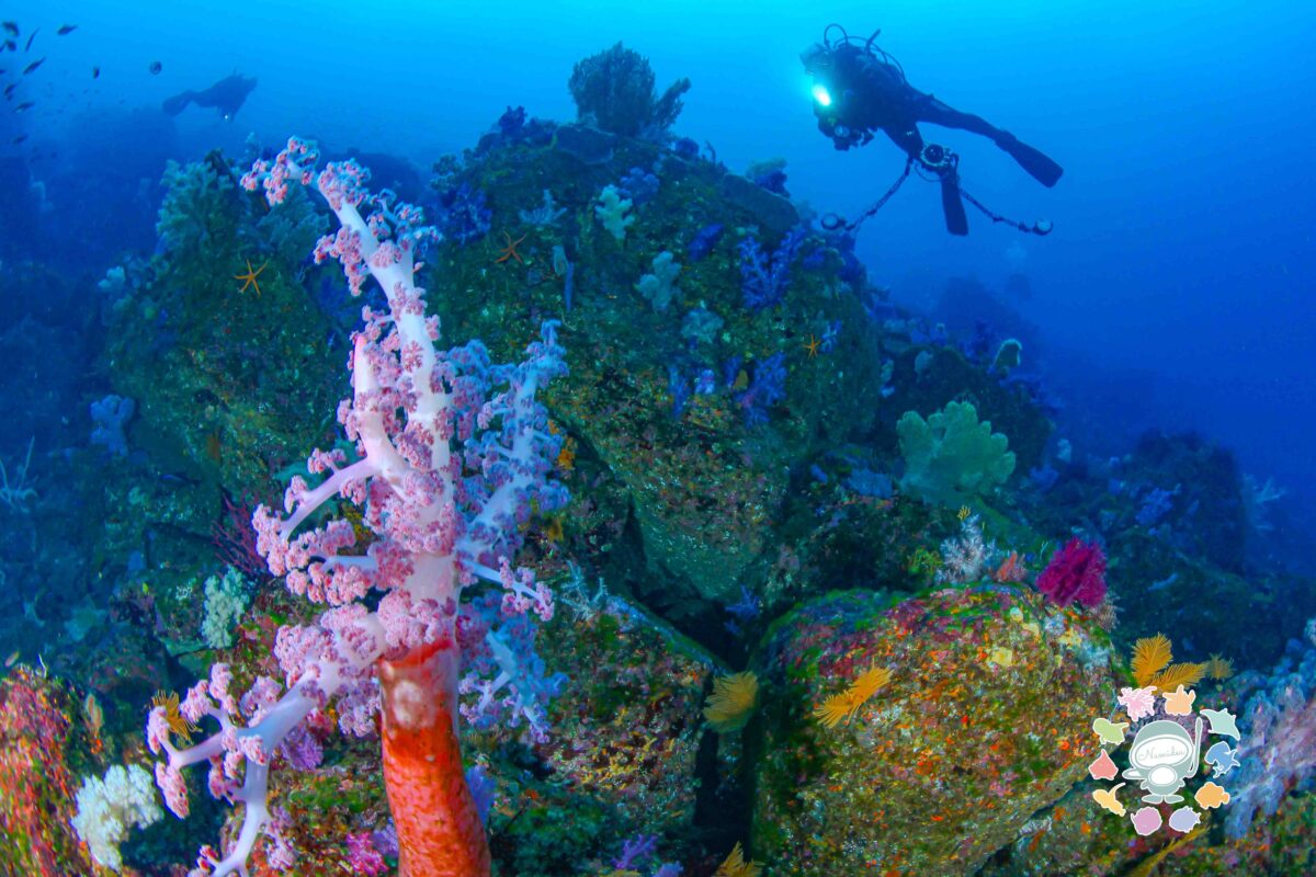 Namidea 菖蒲沢ツアー開催！