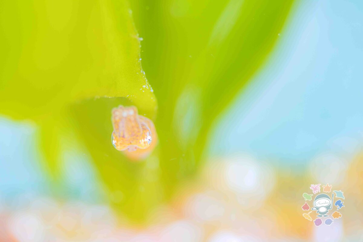 Namidea 雨上がりの水曜日！葉山ボートツアー！