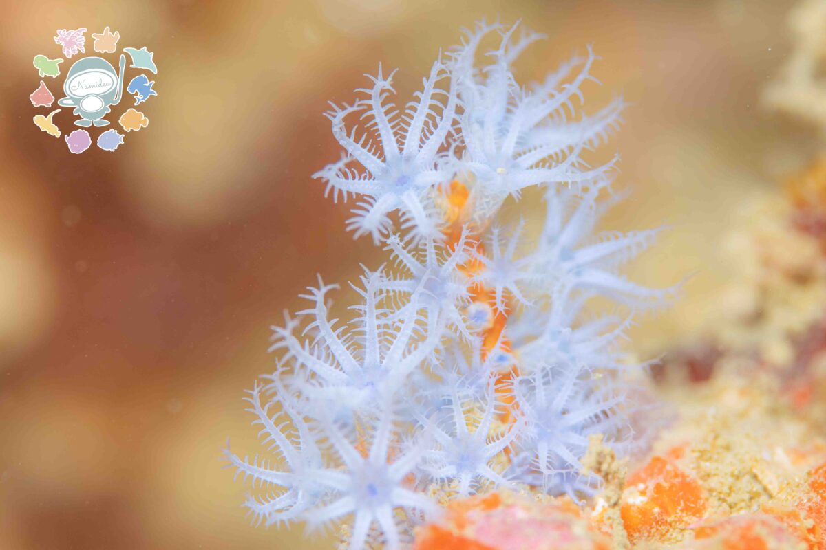 Namidea 華金🌸ホワイトデー🍫