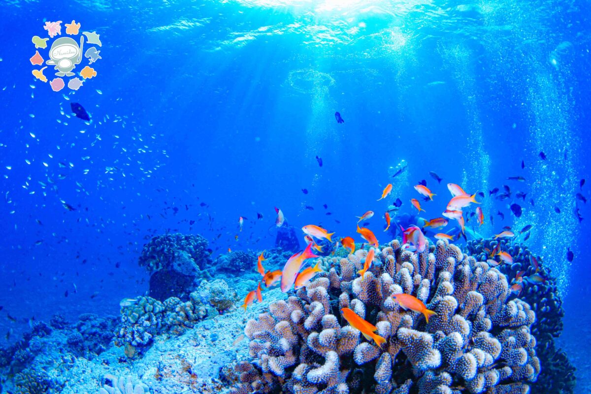 Namidea 今日はリフレッシュツアー！