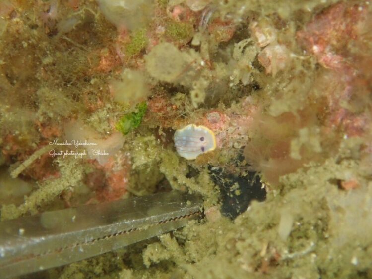 カトウイロウミウシ