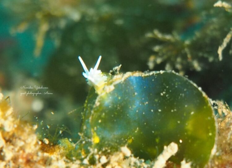 葉山　シロイバラウミウシ