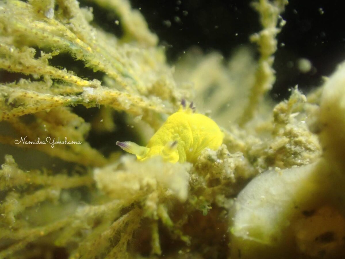 コミドリリュウグウウミウシ