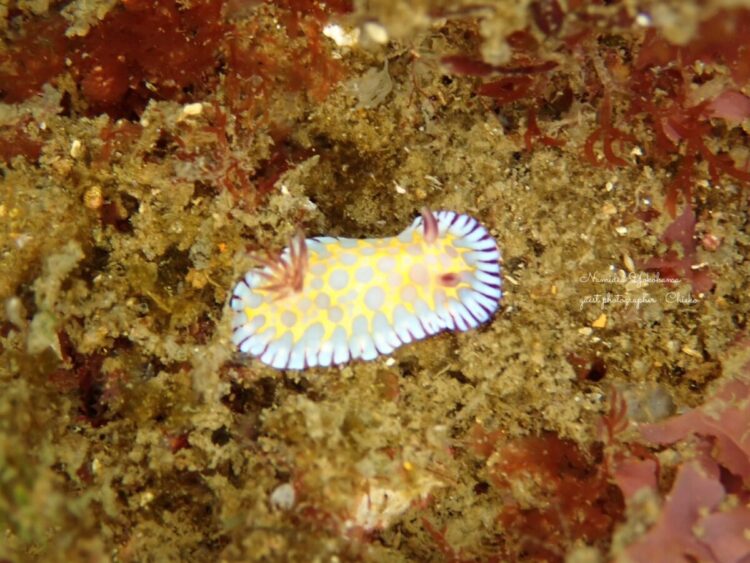 熱海　ボブサンウミウシ