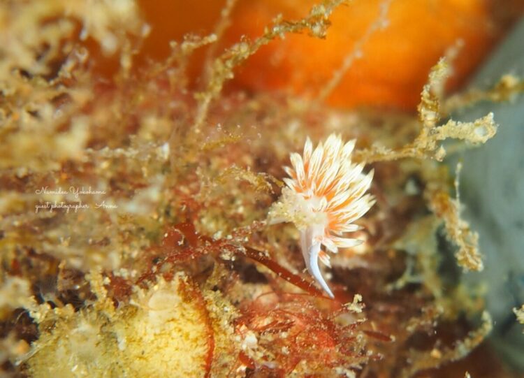 葉山　ニセハクセンミノウミウシ