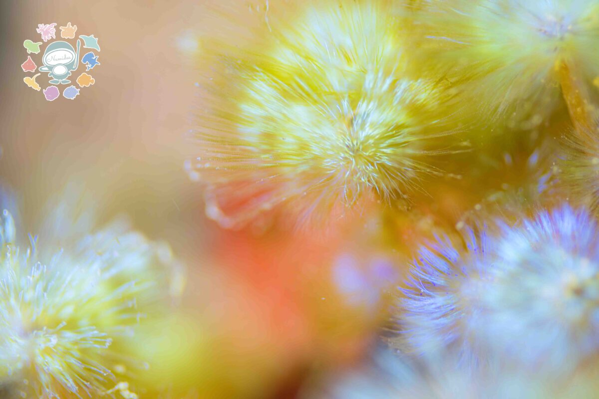 Namidea 3月スタート🌸