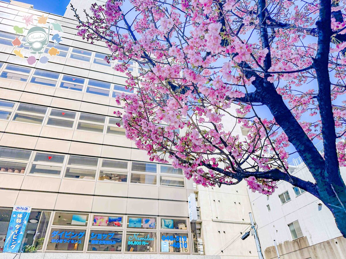 Namidea 一気に桜が咲きました🌸